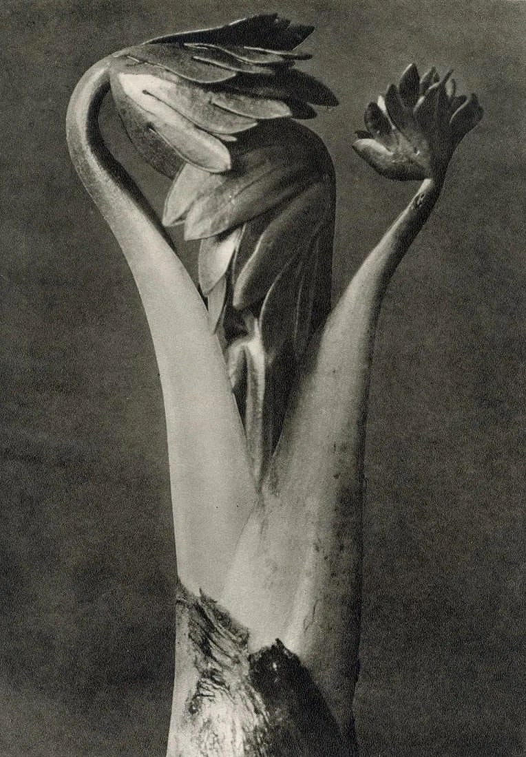 Karl Blossfeldt (German, 1865-1932) Print: Karl Blossfeldt (German, 1865-1932) Print. Aconitum. Printed in 1942, Germany. 7.35 x 10.55 inches. Please be aware that all lots in our auctions are sold "AS IS," in accordance with the Terms & Condi