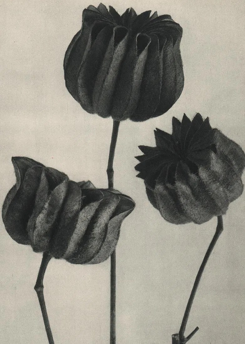 Karl Blossfeldt (German, 1865-1932) Print: Karl Blossfeldt (German, 1865-1932) Print. Abutilon. Printed in 1929, Germany. 7.25 x 10.00 inches. Please be aware that all lots in our auctions are sold "AS IS," in accordance with the Terms & Condi
