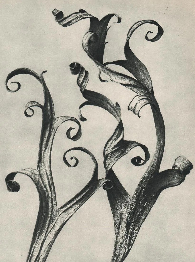Karl Blossfeldt (German, 1865-1932) Print: Karl Blossfeldt (German, 1865-1932) Print. Delphinium. Printed in 1929, Germany. 7.50 x 10.50 inches. Please be aware that all lots in our auctions are sold "AS IS," in accordance with the Terms & Con