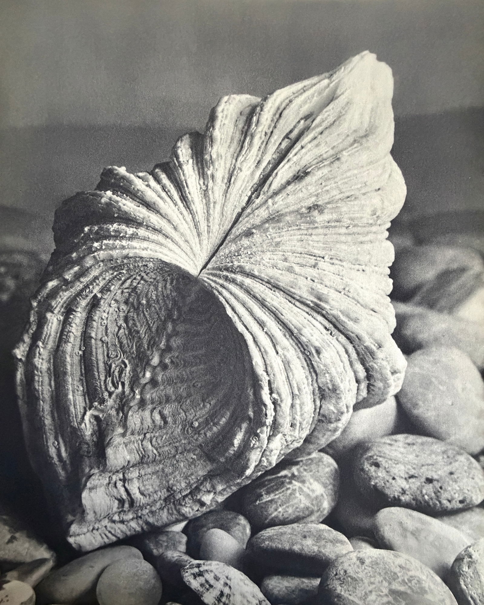 Germaine Martin (French) Print: Germaine Martin (French) Print. Lausanne, Bivalve. Printed in 1939, France. 11.25 x 9.00 inches. Please be aware that all lots in our auctions are sold "AS IS," in accordance with the Terms &