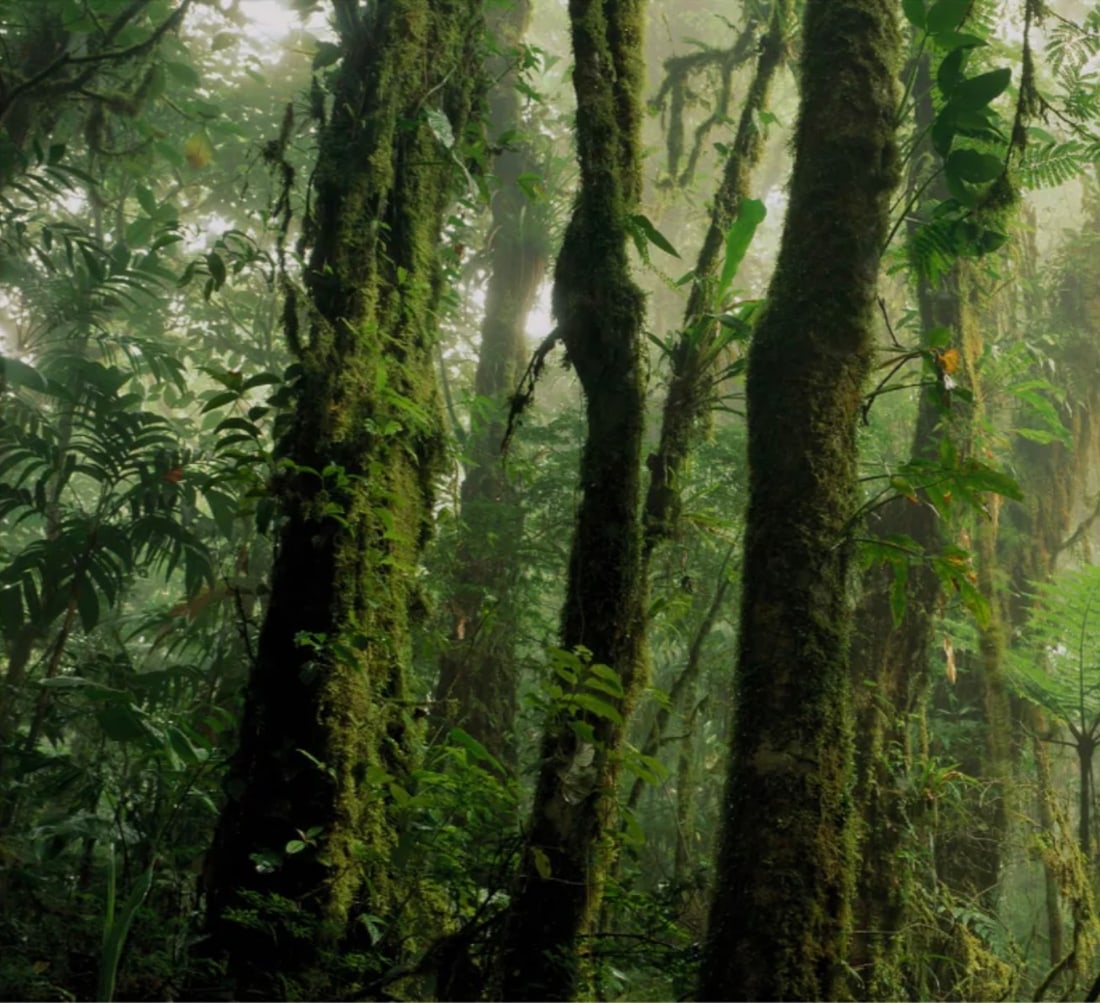 Stuart Franklin (British, b. 1956) Print - 3