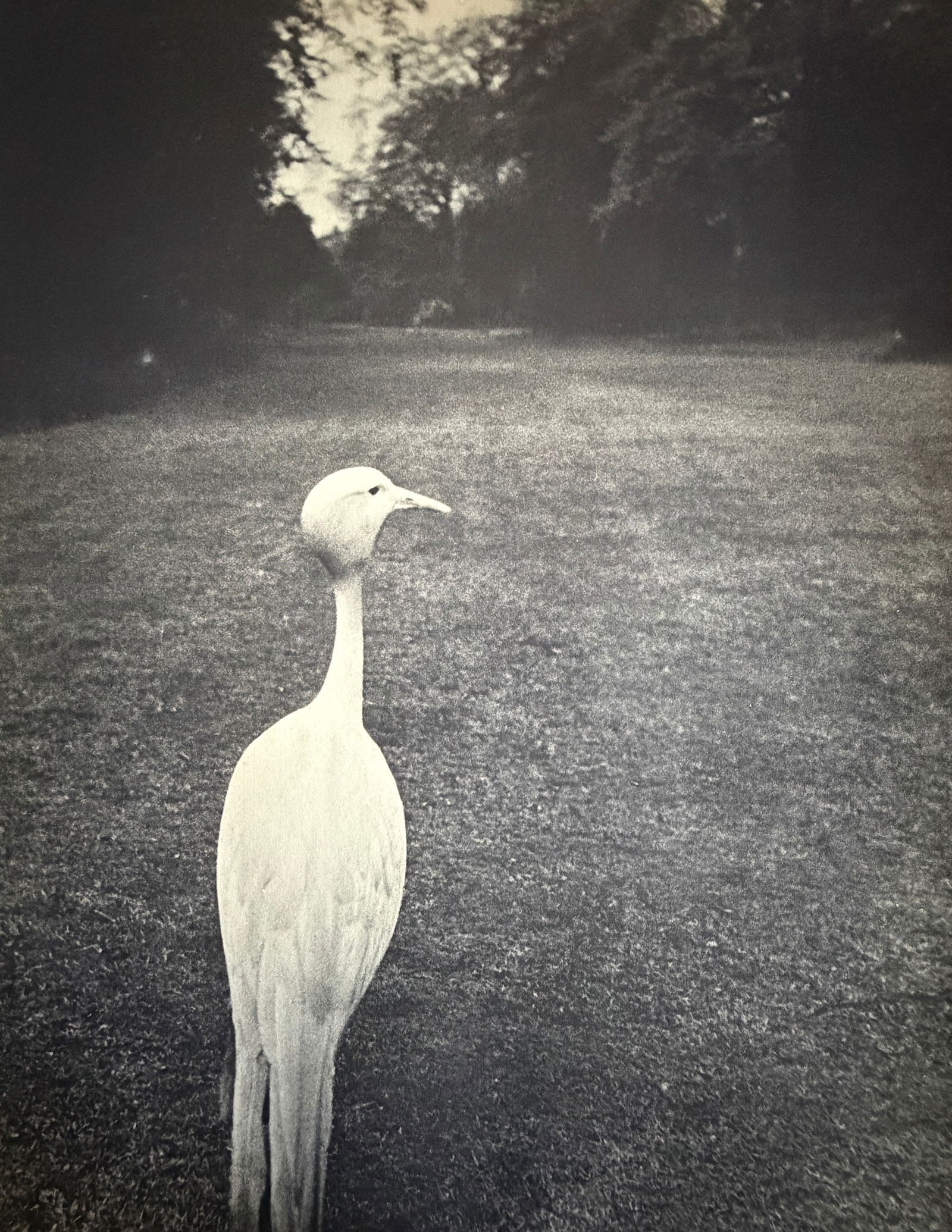 Bill Brandt (British, 1904-1983) Print: Bill Brandt (British, 1904-1983) Print. Londres. Dans le parc. Printed in 1939, France. 12.00 x 9.00 inches. Please be aware that all lots in our auctions are sold "AS IS," in accordance with the