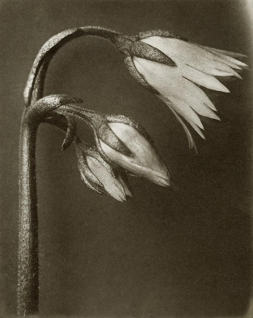 Karl Blossfeldt (German, 1865-1932) Print: Karl Blossfeldt (German, 1865-1932) Print. Soldanella. Printed in 1998, Germany. 6.70 x 8.45 inches. Please be aware that all lots in our auctions are sold "AS IS," in accordance with the Terms & Cond