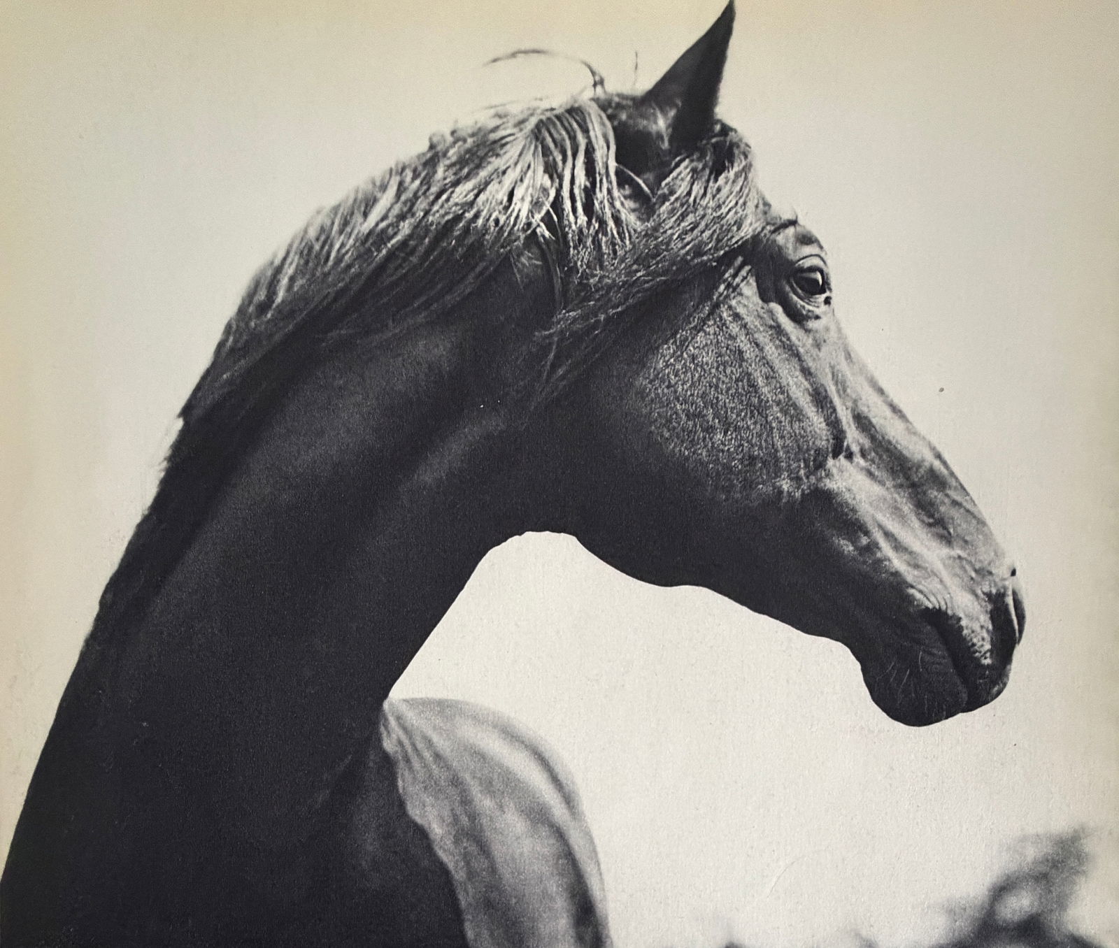 E. A. Heiniger (Swiss, 1892-1963) Print: E. A. Heiniger (Swiss, 1892-1963) Print. Zurich. Tete de Jument. Printed in 1939, France. 11.00 x 8.00 inches. Please be aware that all lots in our auctions are sold "AS IS," in accordance with the