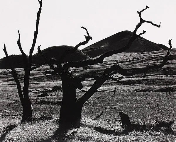 Brett Weston (American, 1911-1993) Photograph (1 of 1)
