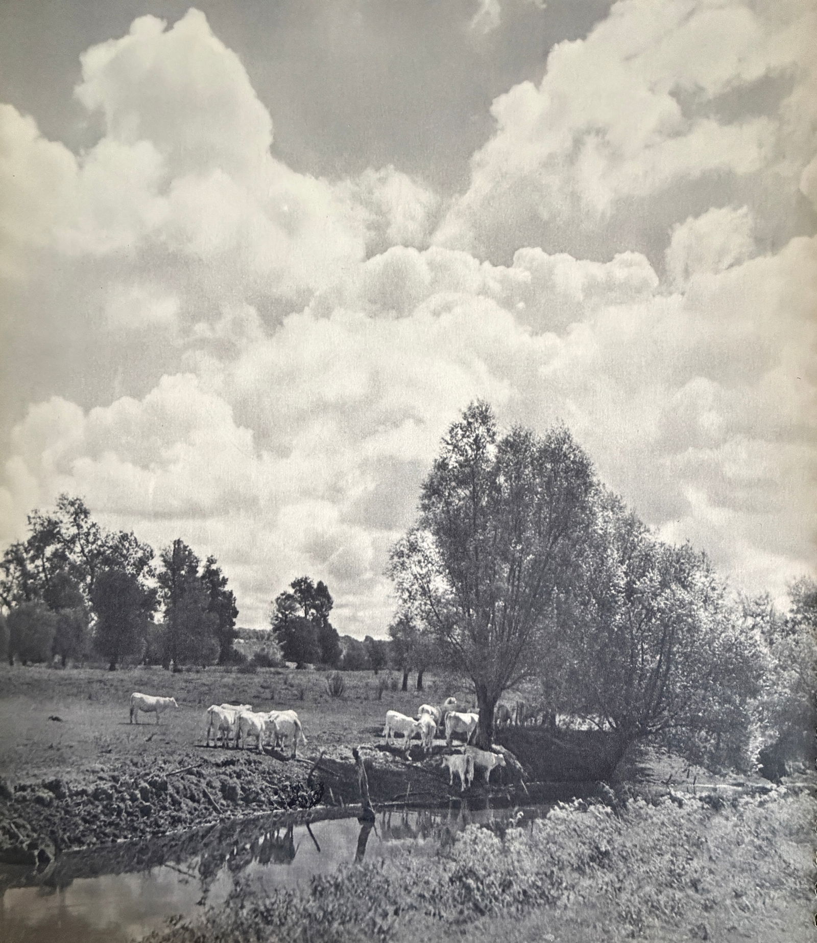 Marcel Bovis (French, 1904-1997) Print: Marcel Bovis (French, 1904-1997) Print. Paturage, Paris. Printed in 1939, France. Please be aware that all lots in our auctions are sold "AS IS," in accordance with the Terms & Conditions of the