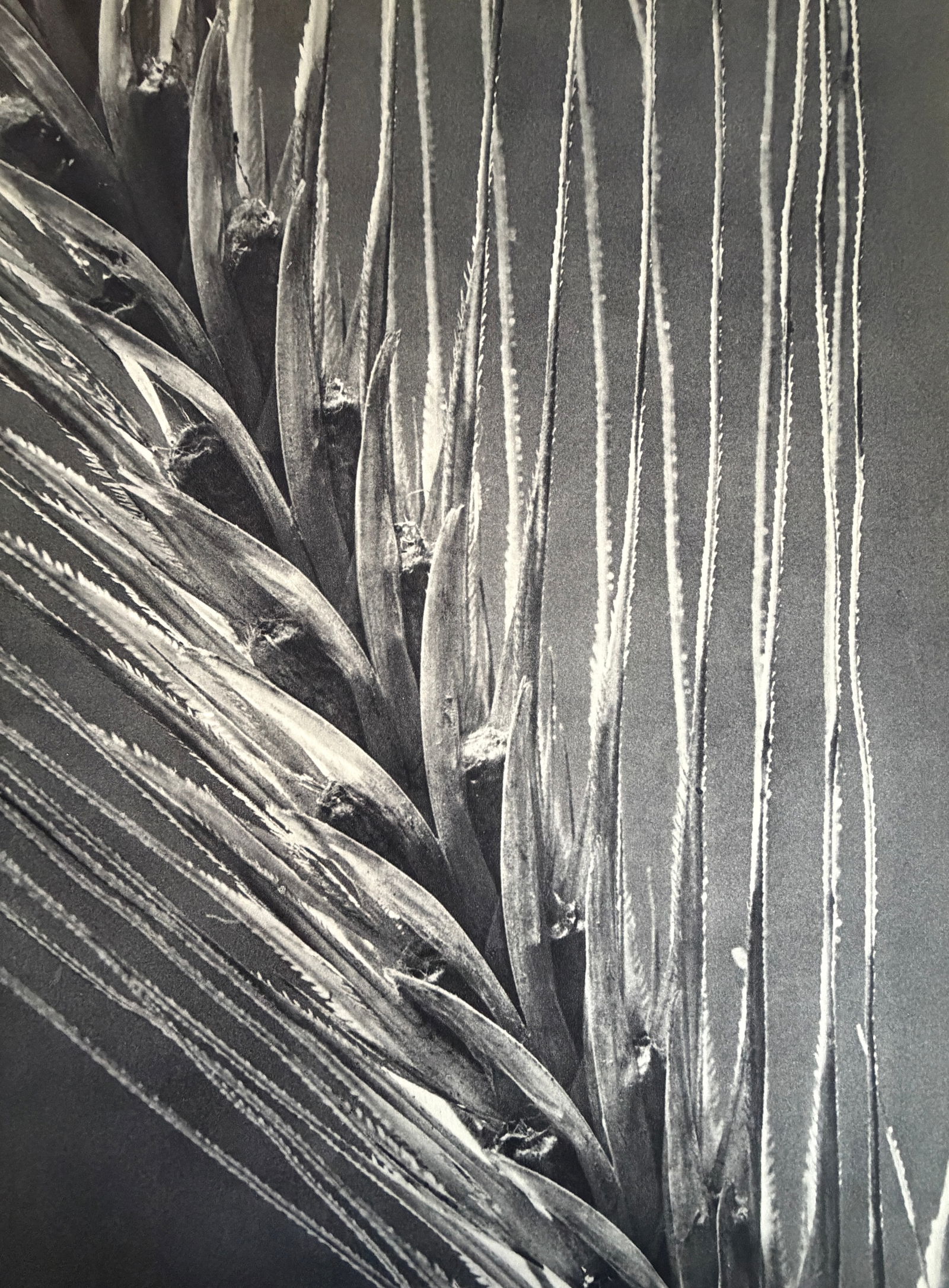 Edward Weston (American, 1886-1958) Print: Edward Weston (American, 1886-1958) Print. Nude, "1927". Printed in 1979, USA. 9.00 x 7.00 inches. Please be aware that all lots in our auctions are sold "AS IS," in accordance with the Terms &