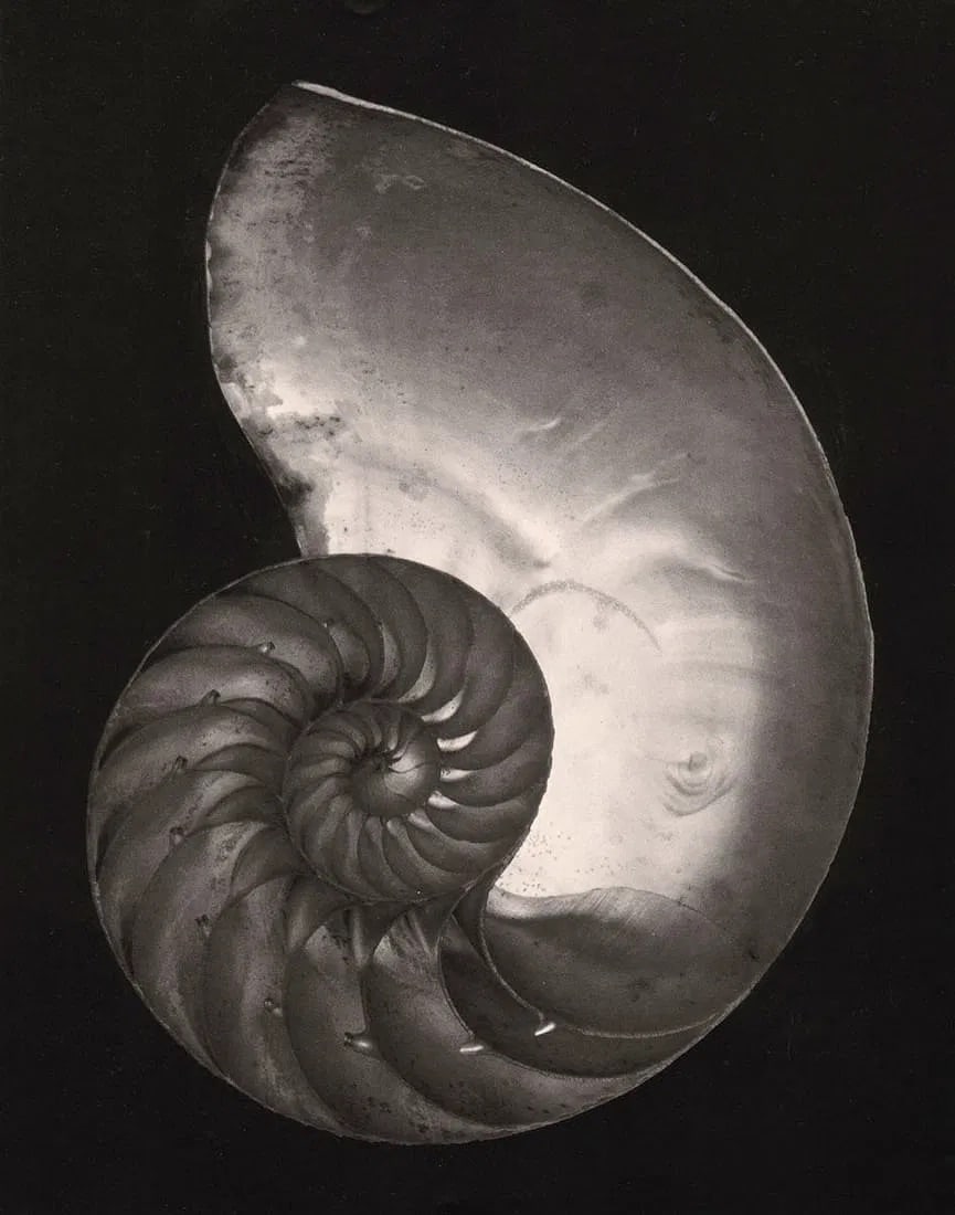 Edward Weston (American, 1886-1958) Print (1 of 1)