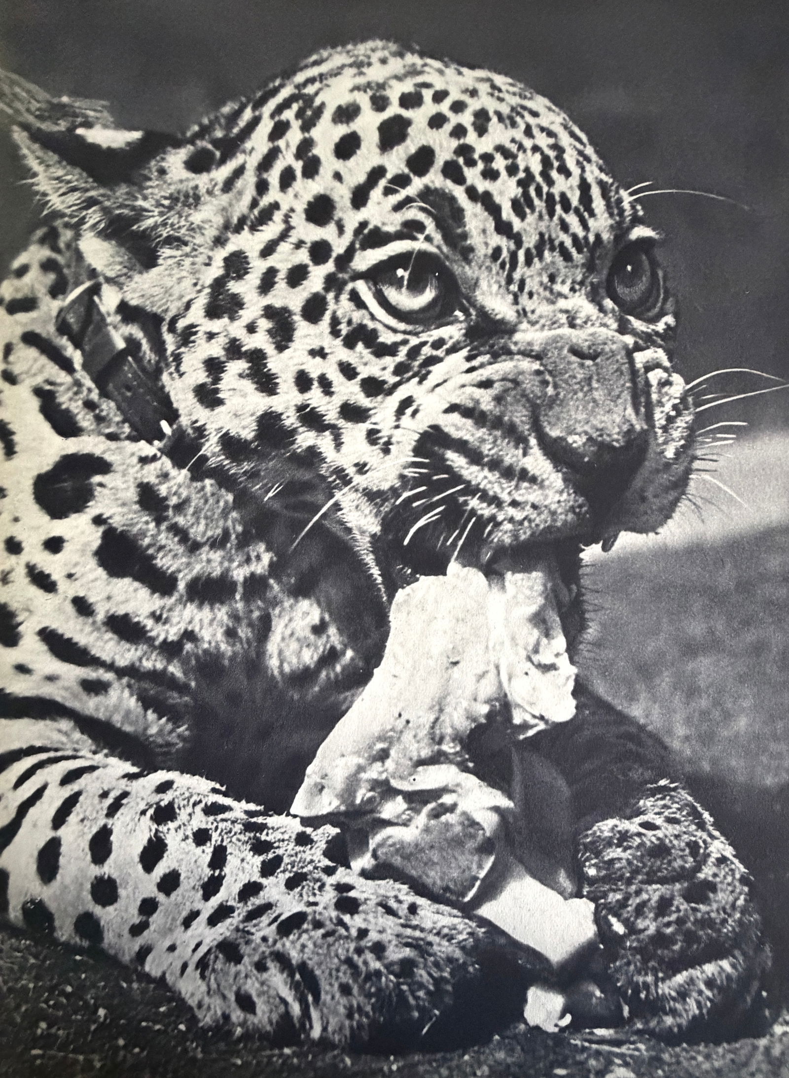Ylla (Hungarian,1911-1955) Print: Ylla (Hungarian,1911-1955) Print. Jeune, Jaguar. Printed in France, 1939. 9.00 x 6.50 inches. Please be aware that all lots in our auctions are sold "AS IS," in accordance with the Terms & Conditions