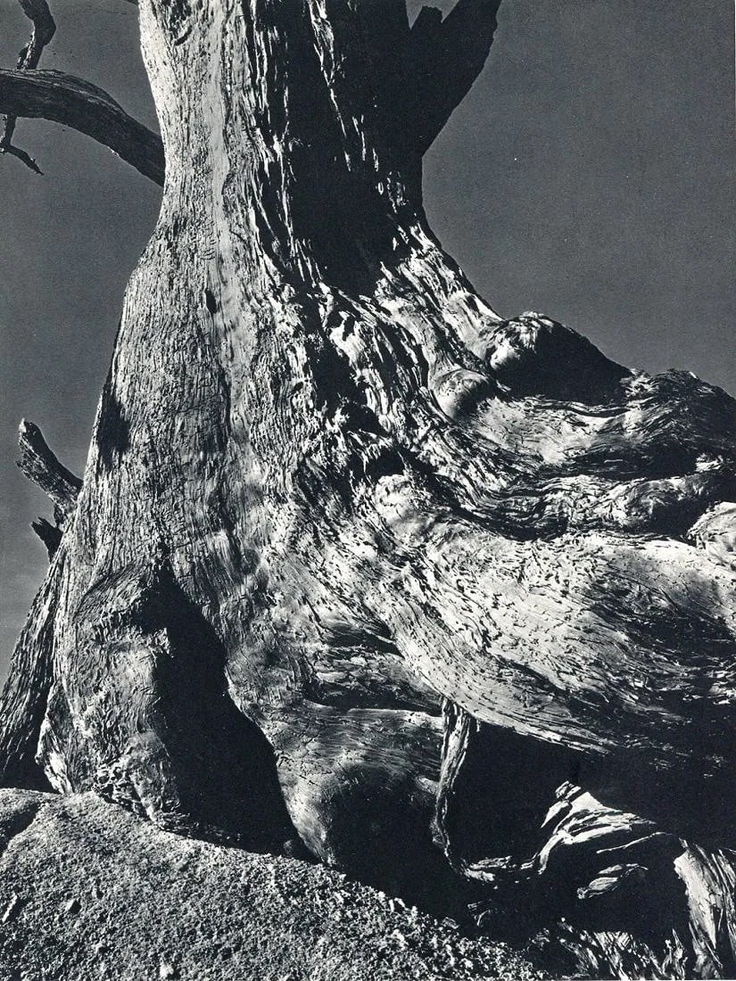Edward Weston (American, 1886-1958) Print (1 of 1)