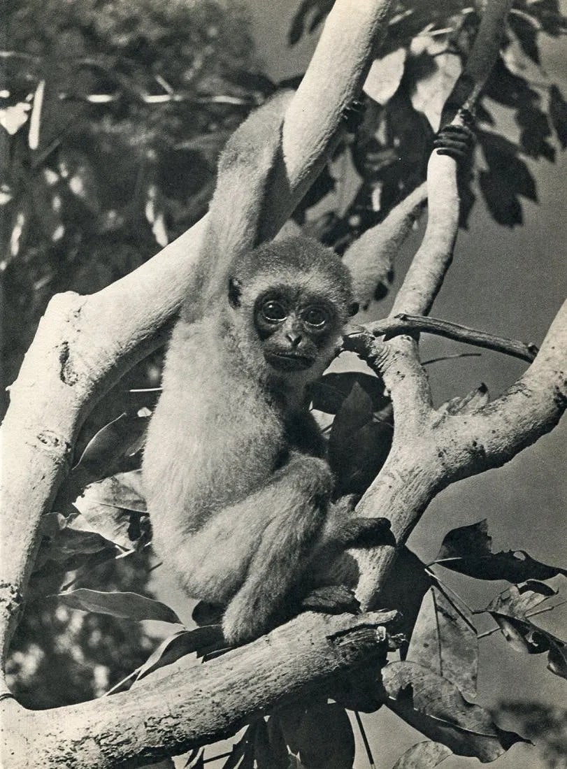 K. F. Wong (Chinese, b. 1953) Print (1 of 1)