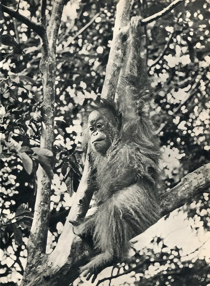 K. F. Wong (Chinese, b. 1953) Print (1 of 1)