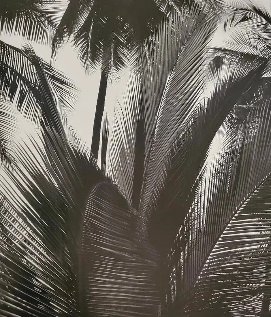 Brett Weston (American, 1911-1993) Print: Brett Weston (American, 1911-1993) Print. Palms, Paradise Park, "1990". Printed in 1992. 9.00 x 7.00 inches. Please be aware that all lots in our auctions are sold "AS IS," in accordance with the