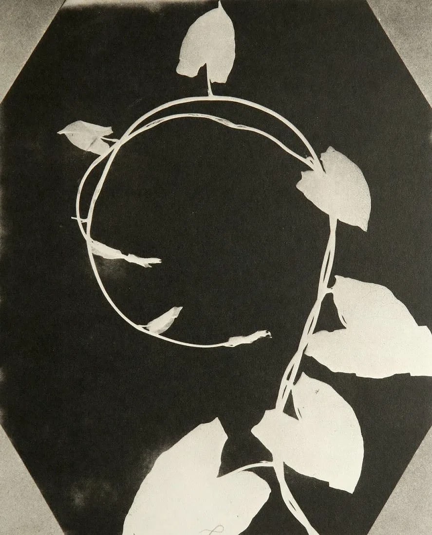 Fox Talbot (British, 1800-1877) Print: Fox Talbot (British, 1800-1877) Print. Convolvolo leaf, "1839". Printed in 1982. 7.00 x 8.60 inches. Please be aware that all lots in our auctions are sold "AS IS," in accordance with the Terms & Cond