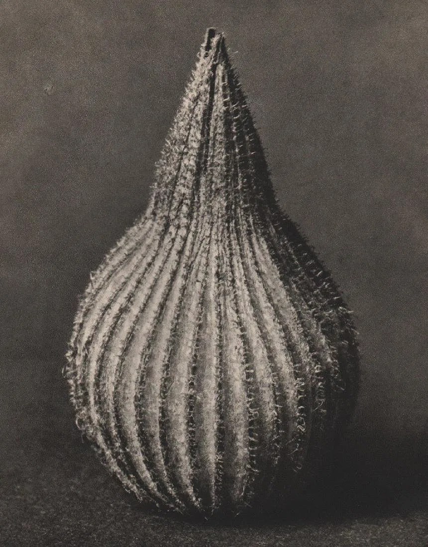 Karl Blossfeldt (German,1865-1932) Print: Karl Blossfeldt (German,1865-1932) Print. Silene conica. Printed in 1932. 9.00 x 11.00 inches. Please be aware that all lots in our auctions are sold "AS IS," in accordance with the Terms &