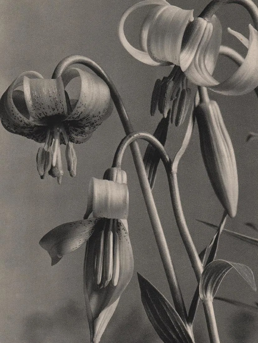 Karel Smirous (Czech,1890-1981) Print: Karel Smirous (Czech,1890-1981) Print. Lilium Carniolicum. Printed in 1938. 5.75 x 7.75 inches. Please be aware that all lots in our auctions are sold "AS IS," in accordance with the Terms &