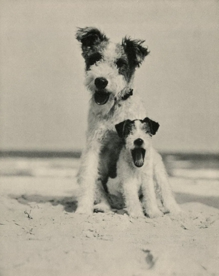 Doris Day (American, 1922-2019) Print: Doris Day (American, 1922-2019) Print. Mother and Pup. Printed in 1937. 10.00 x 13.00 inches. Please be aware that all lots in our auctions are sold "AS IS," in accordance with the Terms & Conditions