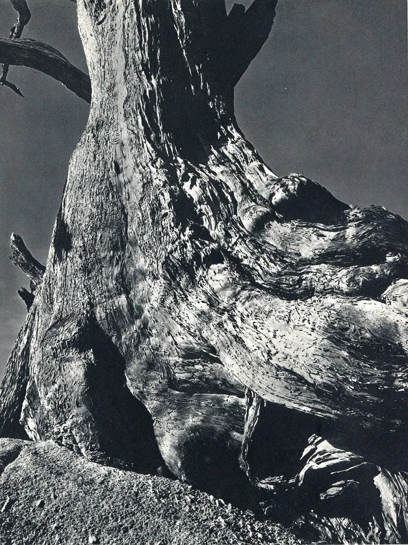 Edward Weston (American,1886 - 1958) Print: Edward Weston (American,1886 - 1958) Print. Driftwood. Printed in 1932. 7.00 x 9.00 inches. Please be aware that all lots in our auctions are sold "AS IS," in accordance with the Terms & Conditions