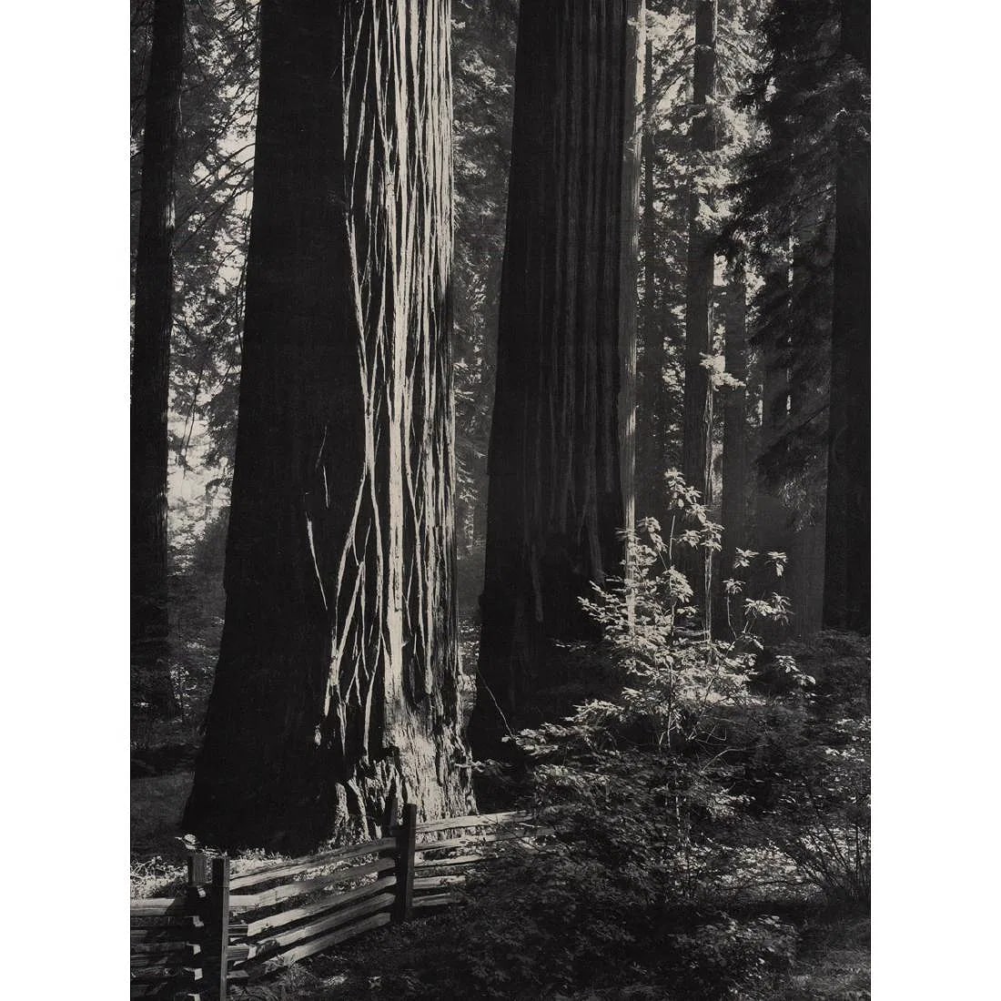 Ansel Adams (American, 1902-1984) Print: Ansel Adams (American, 1902-1984) Print. Redwoods, North Coast. Printed in 1950's. 10.00 x 13.75 inches. Please be aware that all lots in our auctions are sold "AS IS," in accordance with the Terms &