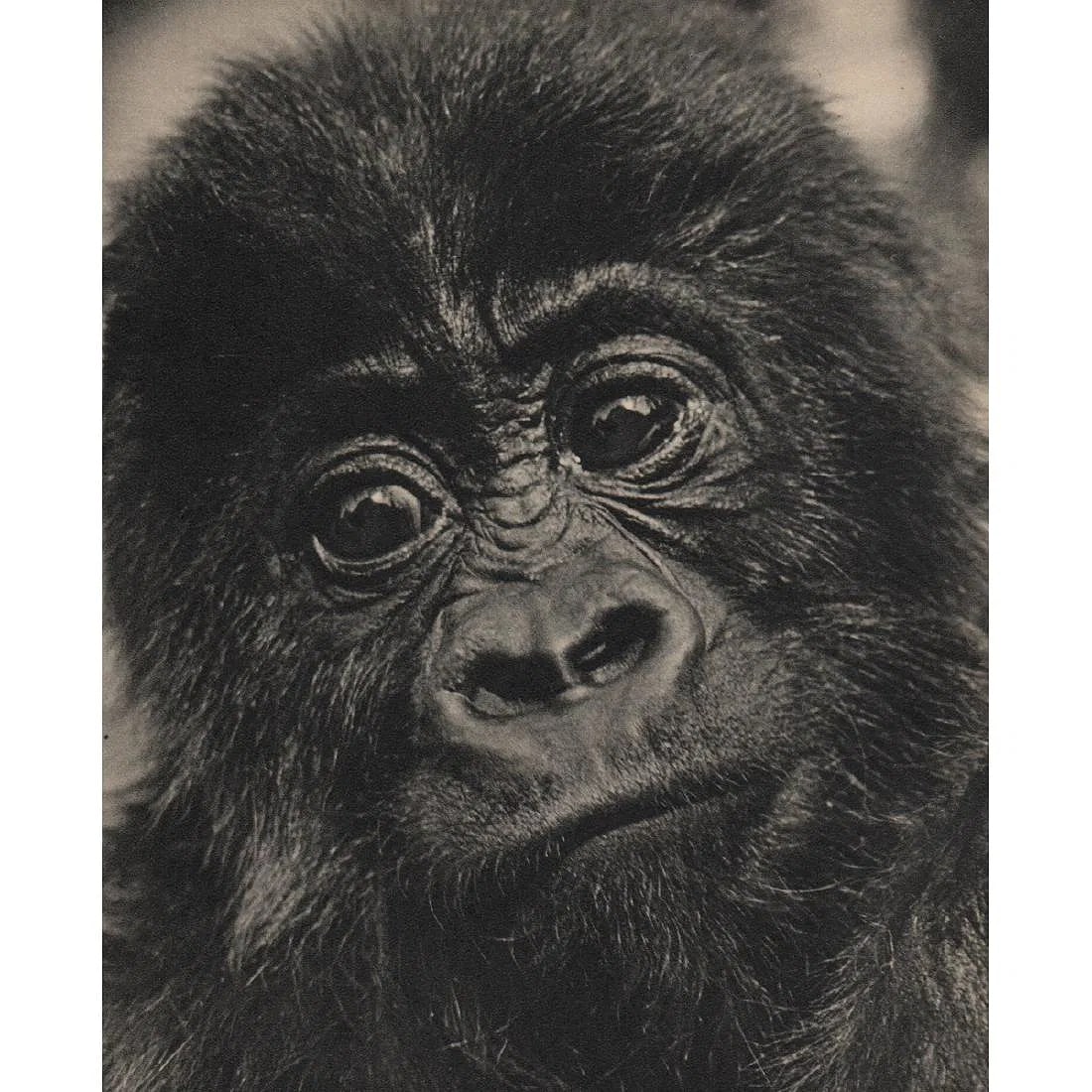 Wolfgang Suschitzky (British , 1912-2016) Print: Wolfgang Suschitzky (British , 1912-2016) Print. Gorilla. Printed in 1940's. 6.00 x 7.25 inches.0 Please be aware that all lots in our auctions are sold "AS IS," in accordance with the Terms & Conditi