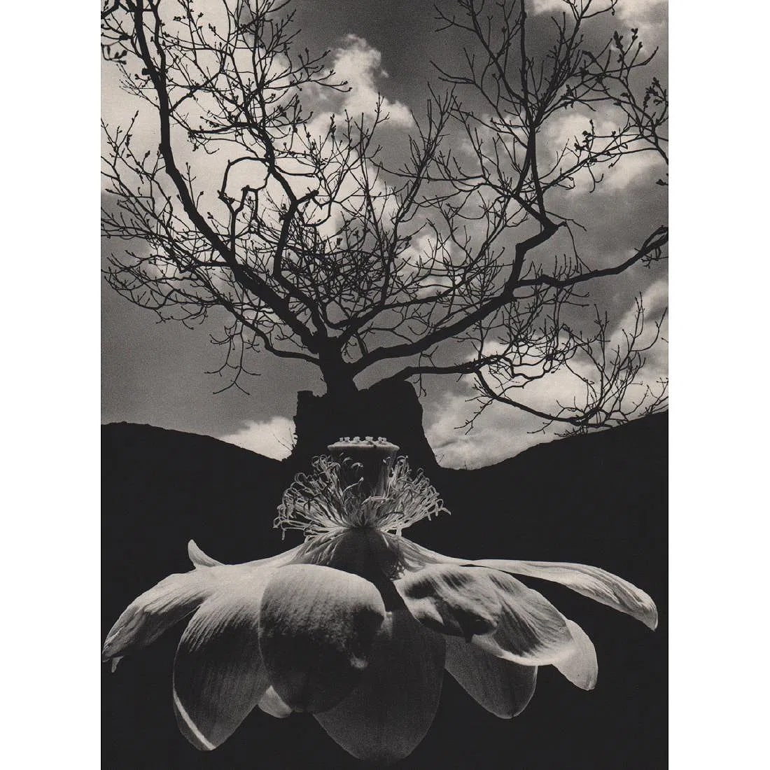 Jerry Uelsmann (American , 1934-2022) Print: Jerry Uelsmann (American , 1934-2022) Print. Orchid Tree. Printed in 1970's. 9.00 x 12.00 inches. Please be aware that all lots in our auctions are sold "AS IS," in accordance with the Terms & Conditi