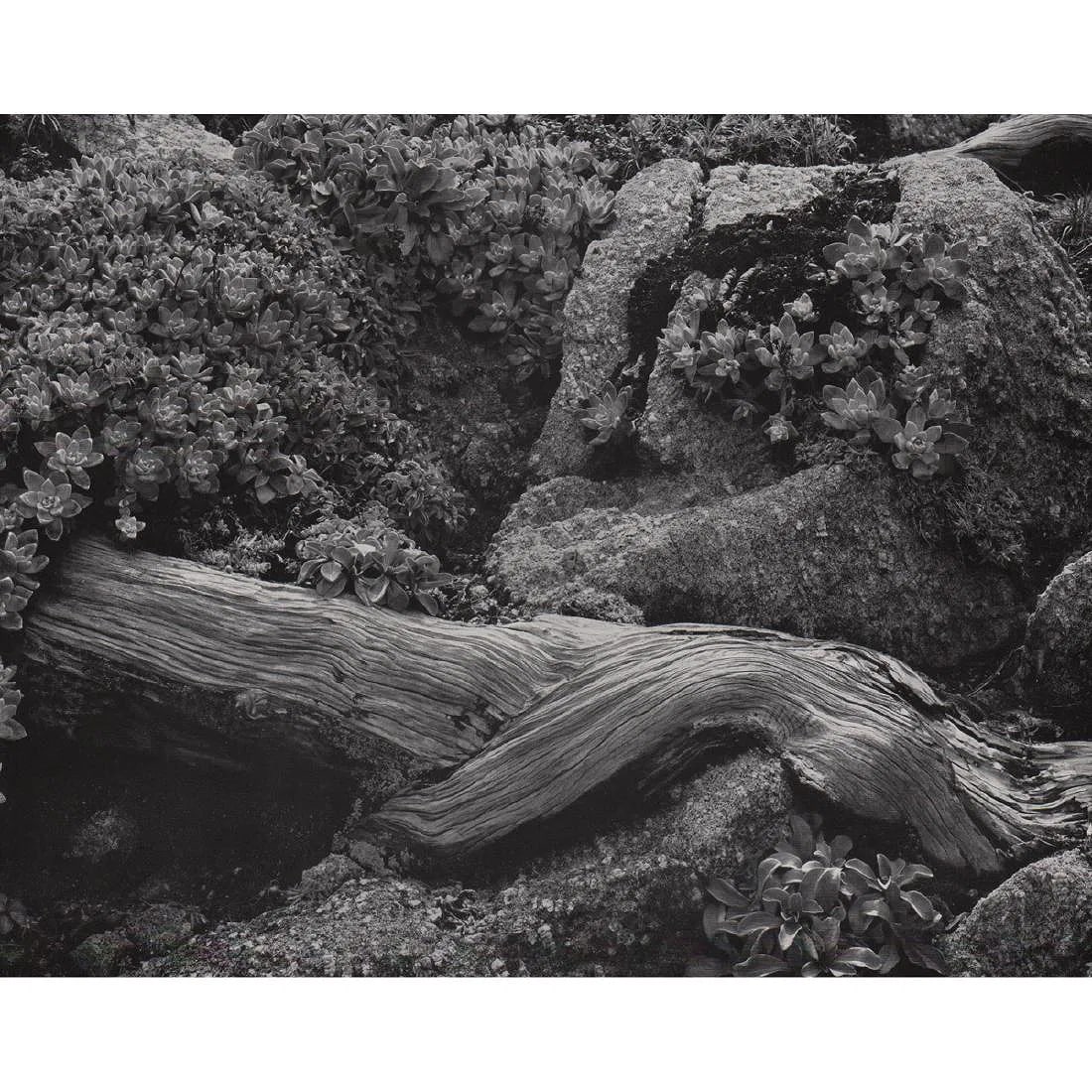 Edward Weston (American , 1886-1958 ) Print: Edward Weston (American , 1886-1958 ) Print. Cypress Root & Stone Crop. Printed in 1950's. 9.50 x 7.50 inches. Please be aware that all lots in our auctions are sold "AS IS," in accordance with the Te