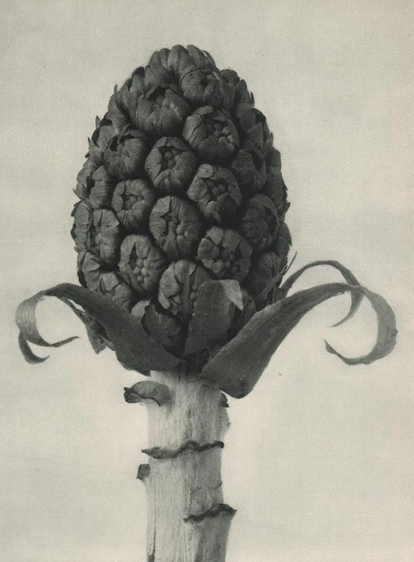 Karl Blossfeldt (German, 1865 - 1932 ) Print: Karl Blossfeldt (German, 1865 - 1932 ) Print. Petasites officinalis. Printed in 1929. 5.50 x 5.00 inches. Please be aware that all lots in our auctions are sold "AS IS," in accordance with the Terms &
