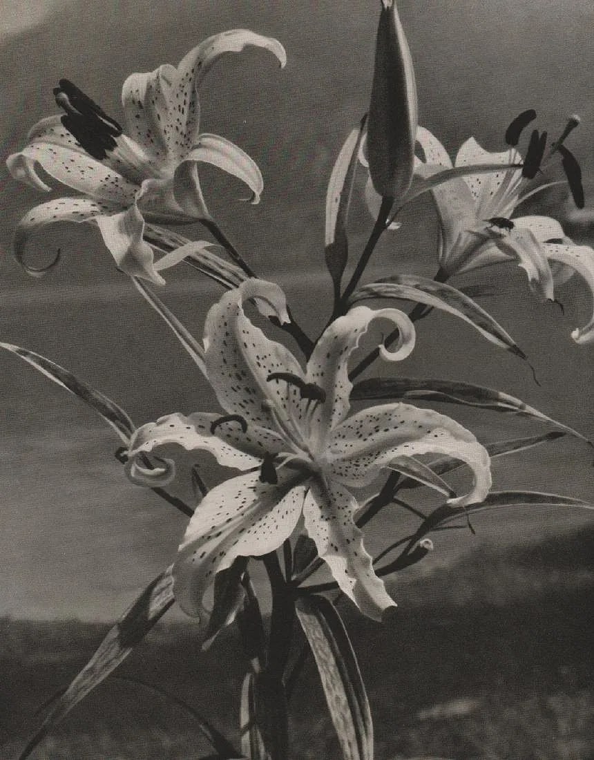 Helene Clodi-Titze Print (1 of 1)