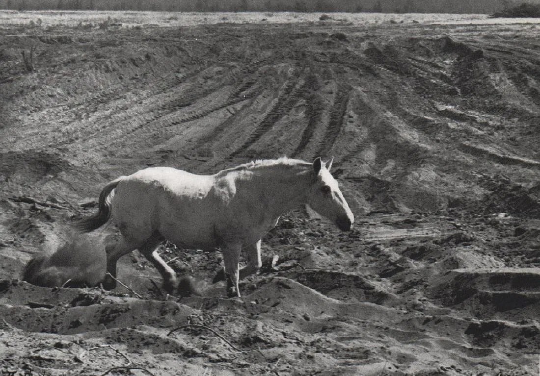 Dorothea Lange (American,1895-1965 ) Print: Dorothea Lange (American,1895-1965 ) Print. Terrified Horse. Printed in 1966. 6.00 x 4.50 inches. Please be aware that all lots in our auctions are sold "AS IS," in accordance with the Terms &