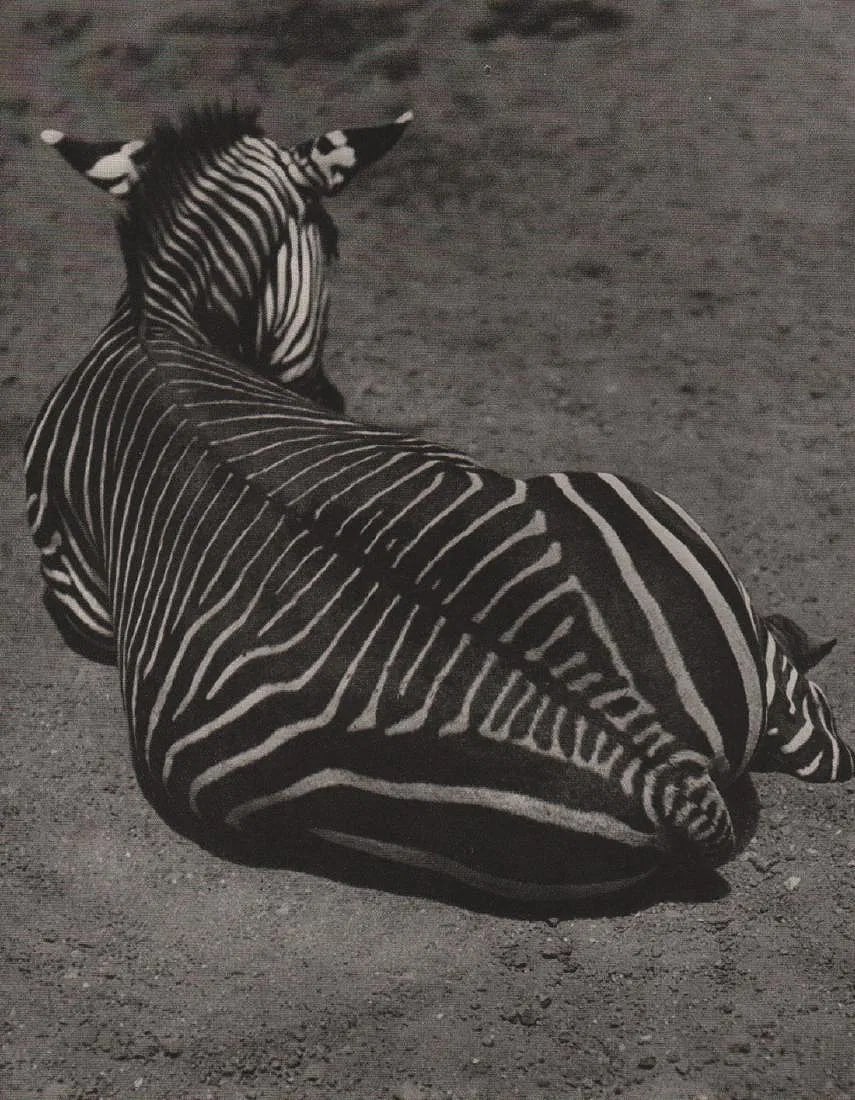Friedrich Seidenstucker (German,1882-1966) Print: Friedrich Seidenstucker (German,1882-1966) Print. Zebra. Printed in 1937. 8.00 x 6.00 inches” inches. Please be aware that all lots in our auctions are sold "AS IS," in accordance with the Terms