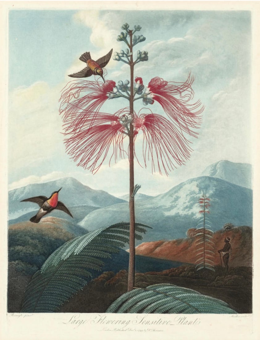 Joseph Constantine Stadler (British, 1755-1821) Print: Joseph Constantine Stadler (British, 1755-1821) Print. Large Flowering Sensitive Plant, "1799". 16.50 x 21.00 inches. Bonded to fabric. Plate marked. Please be aware that all lots in our auctions are