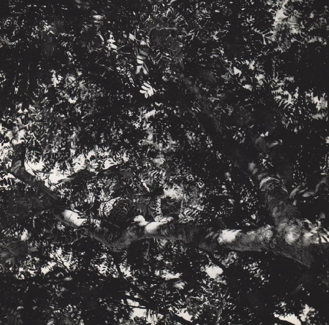 Ylla (Hungarian ,1911-1955) Print: Ylla (Hungarian ,1911-1955) Print. Leopard Lurking in Trees. Printed in 1966. 7.50 x 7.50 inches. Please be aware that all lots in our auctions are sold "AS IS," in accordance with the Terms &