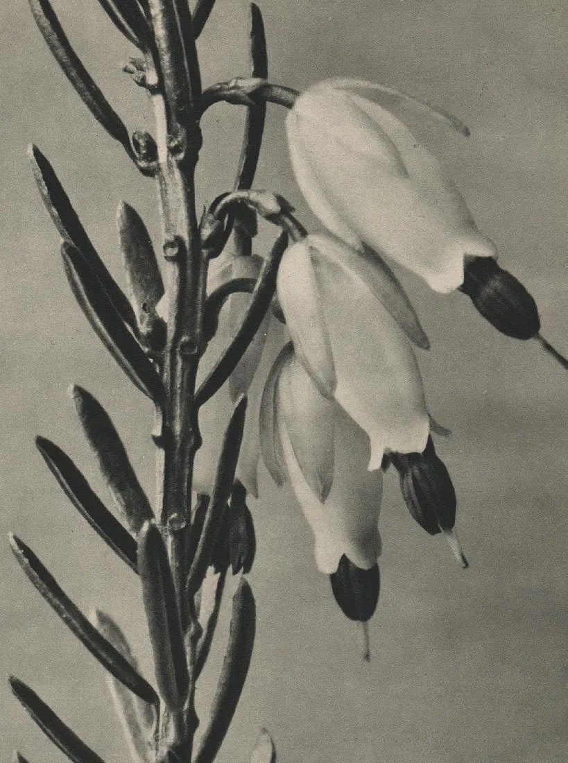 Prof. Karl Blossfeldt (German ,1865–1932) Print: Prof. Karl Blossfeldt (German ,1865–1932) Print. KARL BLOSSFELDT (German ,1865–1932) Print. Erica herbacea. Printed in 1936. 10” x 7” inches. Please be aware that all lots in our