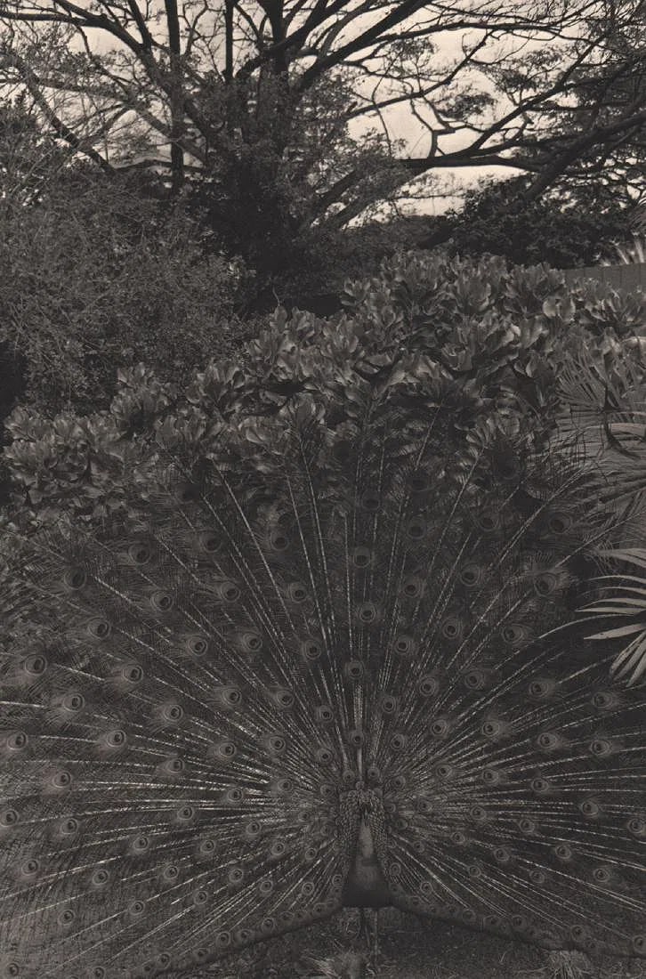 Lee Friedlander (American, b. 1934) Print (1 of 1)