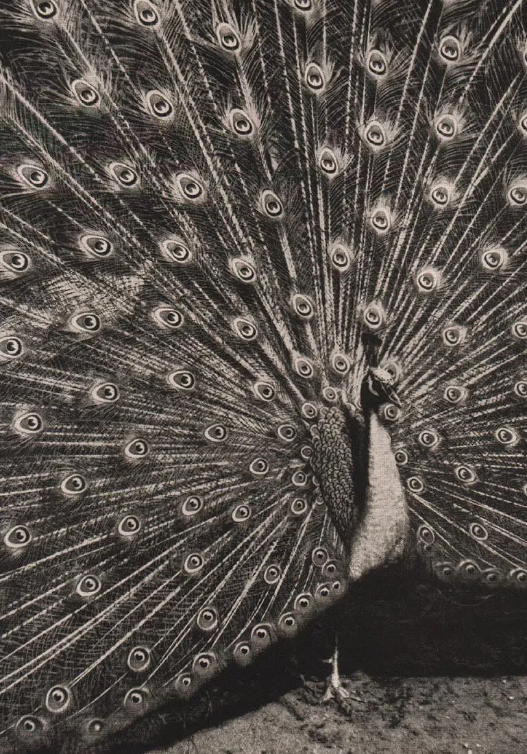 Otto Martens Print: Otto Martens Print. Peacock. Printed in 1939. 8.5” x 6” inches. Please be aware that all lots in our auctions are sold "AS IS," in accordance with the Terms & Conditions of the Auction.
