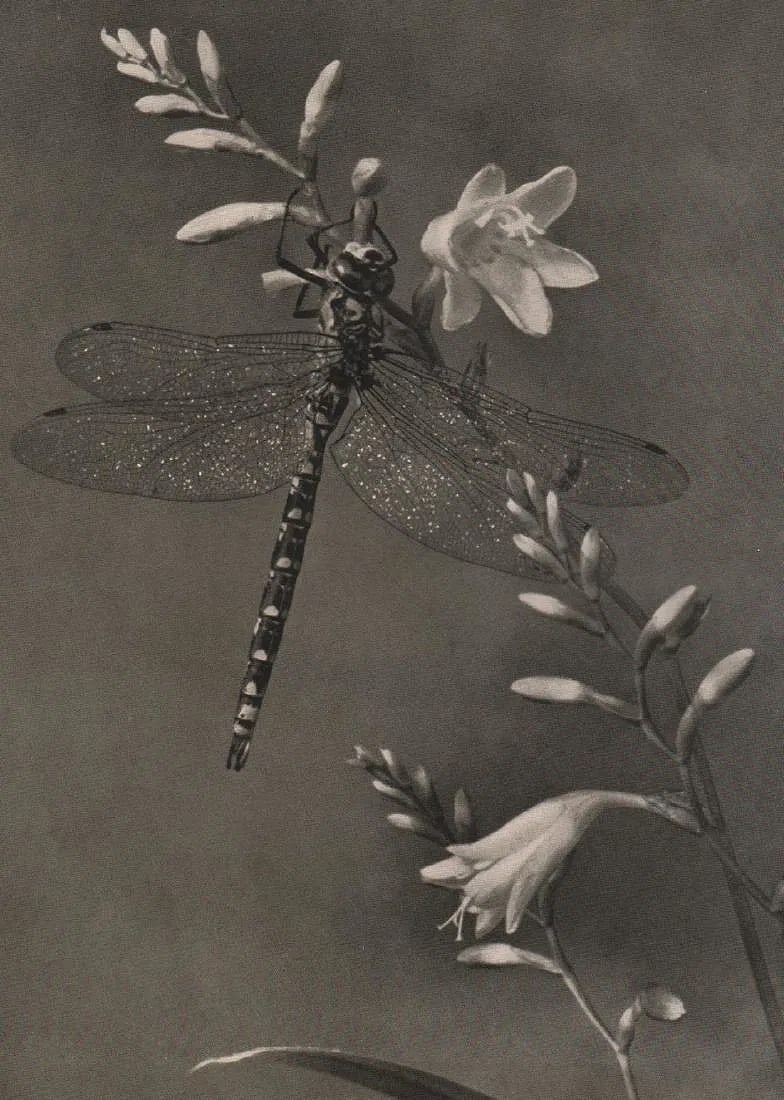 Paul Meider Print: Paul Meider Print. Dragonfly. Printed in 1938. 8.5” x 6” inches. Please be aware that all lots in our auctions are sold "AS IS," in accordance with the Terms & Conditions of the Auction.