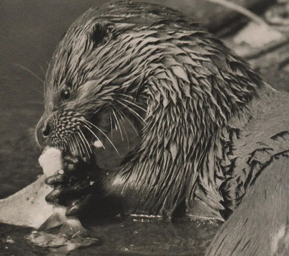 Horst Siewert (Russia ,1902-1943) Print: Horst Siewert (Russia ,1902-1943) Print. Otter. Printed in 1938. 6” x 6.5” inches. Please be aware that all lots in our auctions are sold "AS IS," in accordance with the Terms &