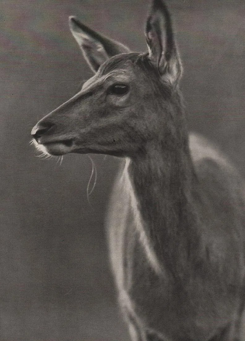 Horst Siewert (Russia ,1902-1943) Print: Horst Siewert (Russia ,1902-1943) Print. Red Calf. Printed in 1939. 8.50 x 6.00 inches. Please be aware that all lots in our auctions are sold "AS IS," in accordance with the Terms & Conditions of