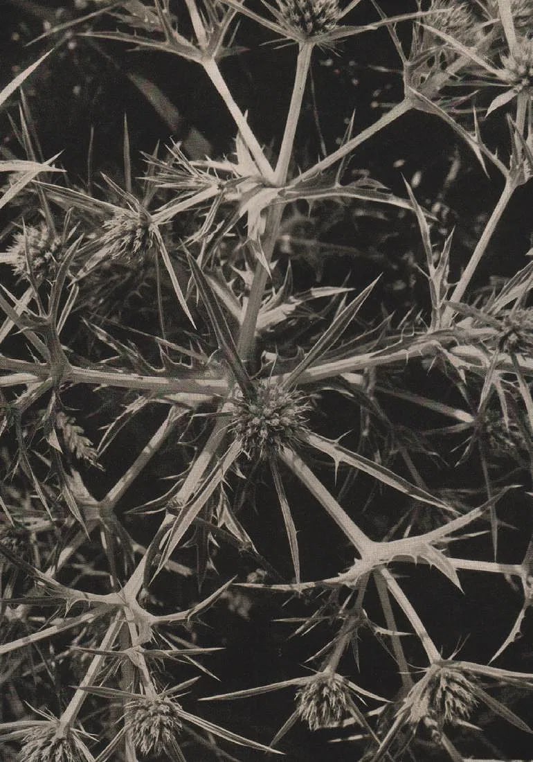 Bruder Wagner Print: Bruder Wagner Print. Thistle. Printed in 1938. 8.50 x 6.00 inches” inches. Please be aware that all lots in our auctions are sold "AS IS," in accordance with the Terms & Conditions of the