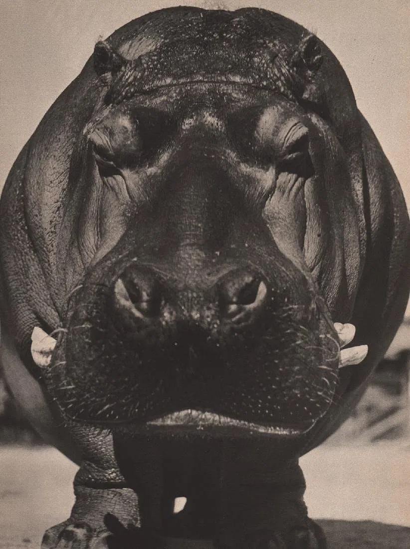 Bob Wallace Print: Bob Wallace Print. Lotus Fore. Printed in 1937. 11” x 8” inches. Please be aware that all lots in our auctions are sold "AS IS," in accordance with the Terms & Conditions of the Auction.