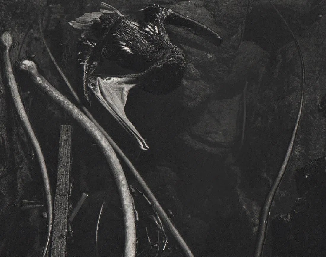 Edward Weston (American ,1886-1958) Print: Edward Weston (American ,1886-1958) Print. Dead Pelican. Printed in 1971. 9.50 x 7.25 inches. Please be aware that all lots in our auctions are sold "AS IS," in accordance with the Terms & Conditions