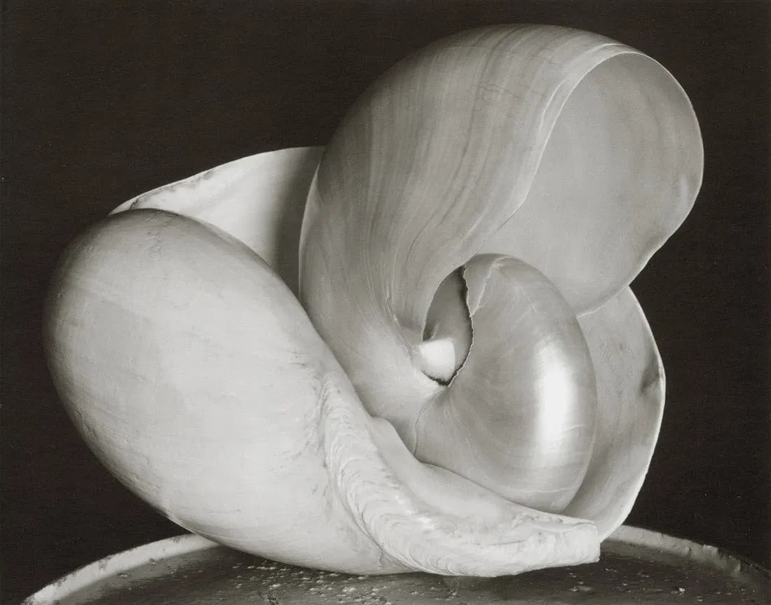 Edward Weston (American,1886 - 1958 ) Print: Edward Weston (American,1886 - 1958 ) Print. Shells, "1927". Printed in 2012. 8.10 x 6.35 inches. Please be aware that all lots in our auctions are sold "AS IS," in accordance with the Terms &
