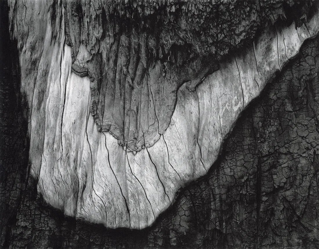 Ansel Adams (American, 1902-1984) Print: Ansel Adams (American, 1902-1984) Print. Sequoia Bark Detail, Yosemite, "1954". Printed in 1979. 10.40 x 8.15 inches. Please be aware that all lots in our auctions are sold "AS IS," in accordance