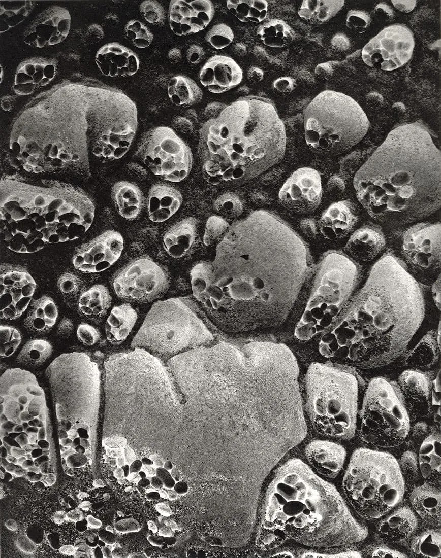 Wynn Bullock (American, 1902-1975) Print (1 of 1)