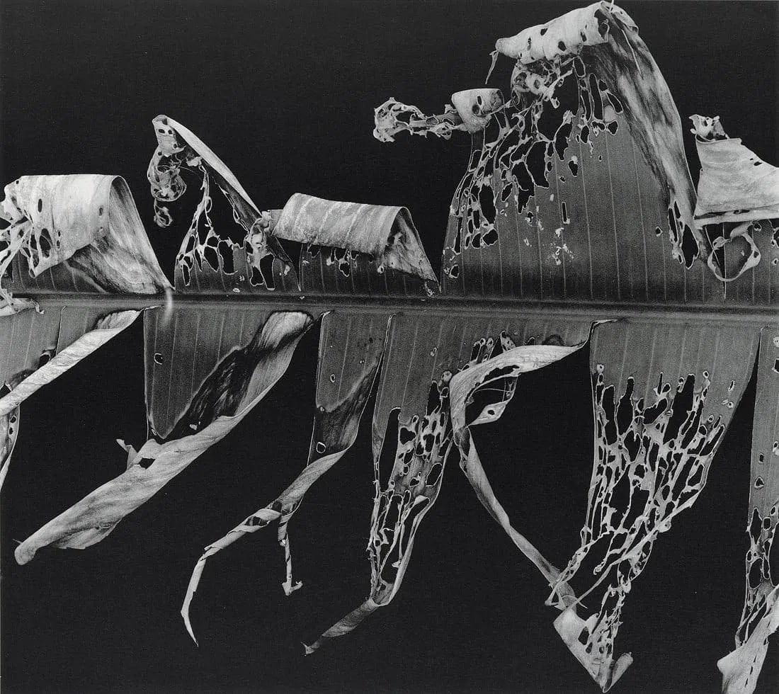 Brett Weston (American ,1911-1993) Print: Brett Weston (American ,1911-1993) Print. Torn Leaf, Hawaii Volcanoes, "1978". Printed in 1981. 8.60 x 7.65 inches. Please be aware that all lots in our auctions are sold "AS IS," in accordance with