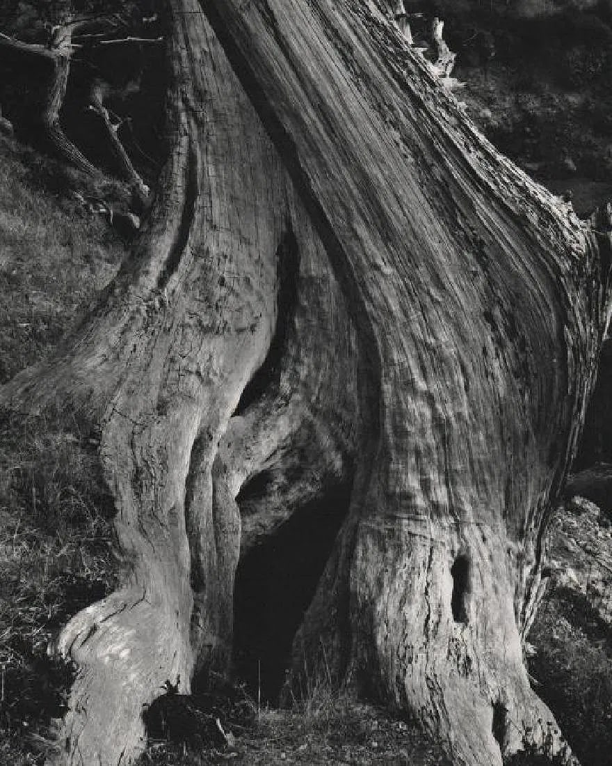 Edward Weston (American, 1886–1958 ) Print: Edward Weston (American, 1886–1958 ) Print. Cypress. Printed in 1964. 9.00 x 12.00 inches. Please be aware that all lots in our auctions are sold "AS IS," in accordance with the Terms & Conditions