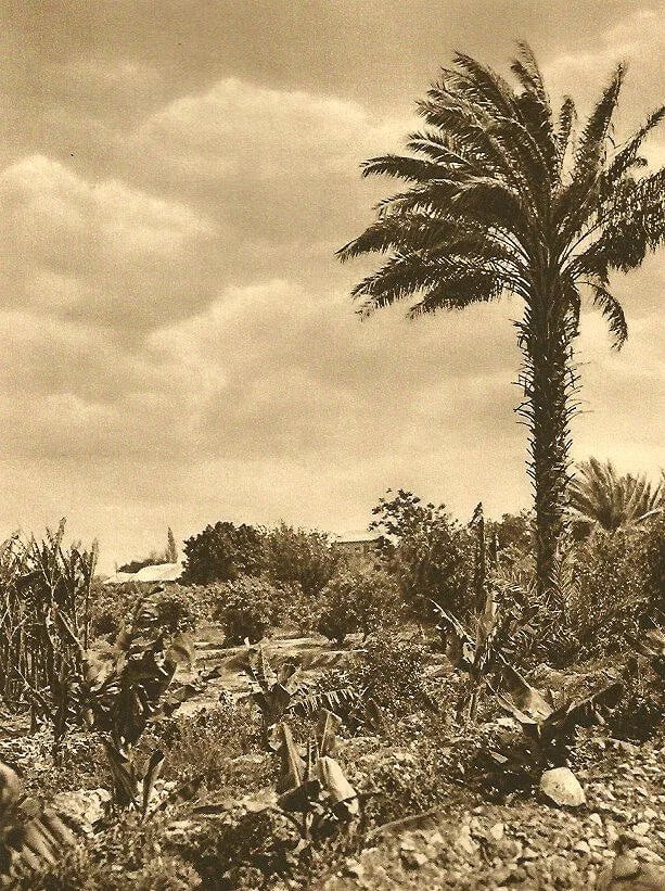 Karl Grober (Germany, 1885–1945 ) Print: Karl Grober (Germany, 1885–1945 ) Print. Gardens of Jericho. Printed in 1925. 6.00 x 8.25 inches. Please be aware that all lots in our auctions are sold "AS IS," in accordance with the Terms & Condi