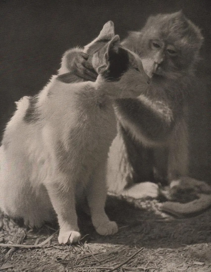 Xaver Bodo Frieherr V.Ost Print: Xaver Bodo Frieherr V. Ost Print. Monkey with Cat. Photogravure, Printed in 1938. 8.00 x 6.50 inchesâ€. inches. Not hand-signed unless otherwise stated. Lots that contain nudity have