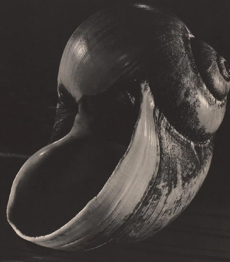 Lester Kahn Print: Lester Kahn Print. Shell. Photogravure, Printed in 1937. 9.00 x 8.00 inchesâ€. inches. Not hand-signed unless otherwise stated. Lots that contain nudity have been partially obscured i