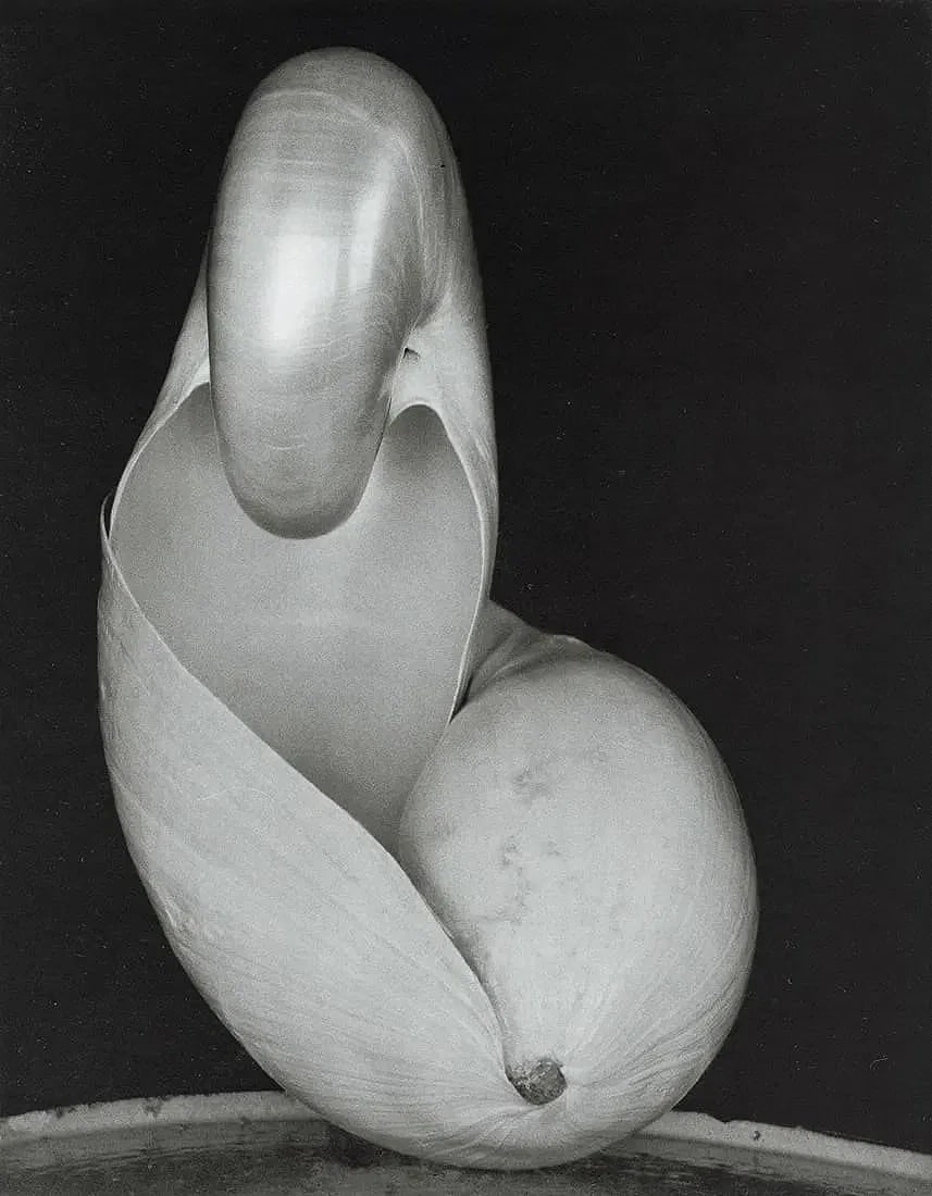 Edward Weston (American, 1886-1958) Print: Edward Weston (American, 1886-1958) Print. Two Shells, "1927". Photogravure, Printed in 1973, USA. 7.25 x 9.30 inches. Not hand-signed unless otherwise stated. Lots that contain nudity have been